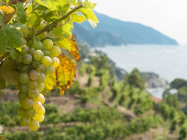 Wine Trekking alle Cinque Terre Case History